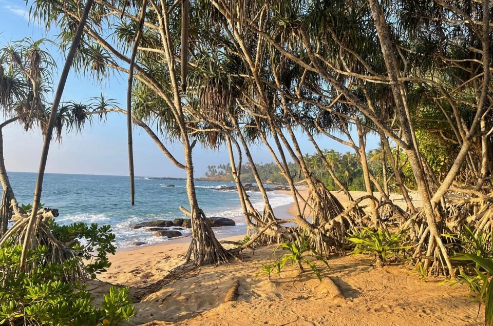 Discover the Idyllic Beaches of Sri Lanka